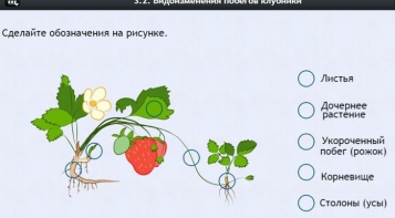 Интерактивные курсы. Биология 7 класс. Расширенный. - fgospostavki.ru - Рязань