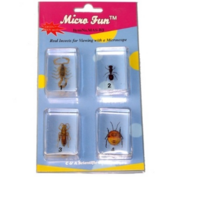 Набор микропрепаратов для стереомикроскопа №14 «Насекомые» - fgospostavki.ru - Рязань