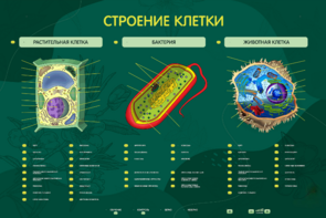 Электрифицированный стенд "Строение клетки" с маркерными полями - fgospostavki.ru - Рязань