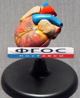 Модель "Сердце" (лабораторная) - fgospostavki.ru - Рязань