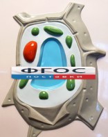 Модель барельефная "Растительная клетка" - fgospostavki.ru - Рязань