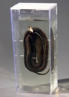 Влажный препарат "Уж" - fgospostavki.ru - Рязань