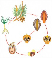 Модель-аппликация Размножение сосны - fgospostavki.ru - Рязань