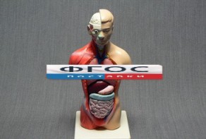 Модель Торс человека 42 сантиметра - fgospostavki.ru - Рязань