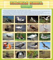 Стенд "Красная книга - птицы" - fgospostavki.ru - Рязань