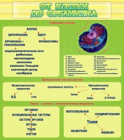 Стенд "От клетки до организма" - fgospostavki.ru - Рязань