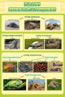 Стенд "Класс пресмыкающиеся" - fgospostavki.ru - Рязань