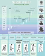 Стенд "Эволюция человека" Вариант 1 - fgospostavki.ru - Рязань