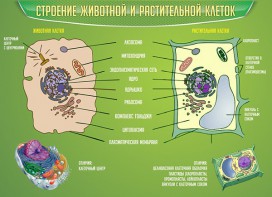 Стенд "Строение животной и растительной клеток" - fgospostavki.ru - Рязань