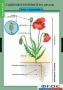 Комплект таблиц. Биология. Общее знакомство с цветковыми растениями. - fgospostavki.ru - Рязань