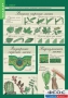 Комплект таблиц. Биология 6 класс. Растения, грибы, лишайники - fgospostavki.ru - Рязань
