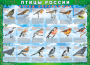 Комплект таблиц "Птицы России (4 листа)" (100х140 сантиметров, винил) - fgospostavki.ru - Рязань