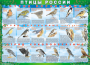 Комплект таблиц "Птицы России (4 листа)" (100х140 сантиметров, винил) - fgospostavki.ru - Рязань