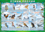 Комплект таблиц "Птицы России (4 листа)" (100х140 сантиметров, винил) - fgospostavki.ru - Рязань