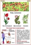 Комплект кодотранспарантов "Ядовитые растения" - fgospostavki.ru - Рязань