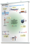 Плакаты по физике для оформления кабинета. - fgospostavki.ru - Рязань